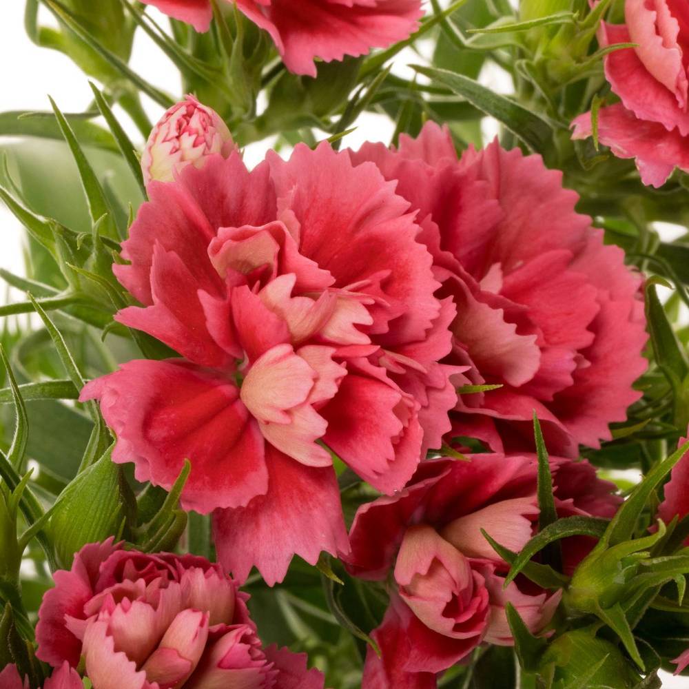 Bartnelke rosa Doblino Pink 55cm