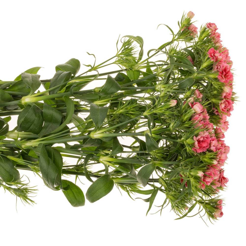 Bartnelke rosa Doblino Pink 55cm