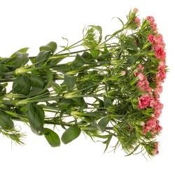 Bartnelke rosa Doblino Pink 55cm