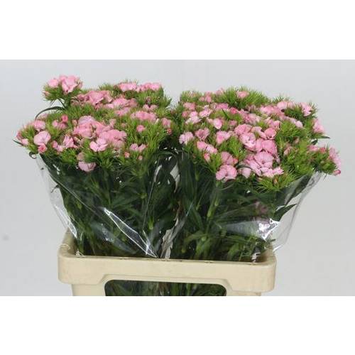 Bartnelke rosa Doblino Pink 55cm