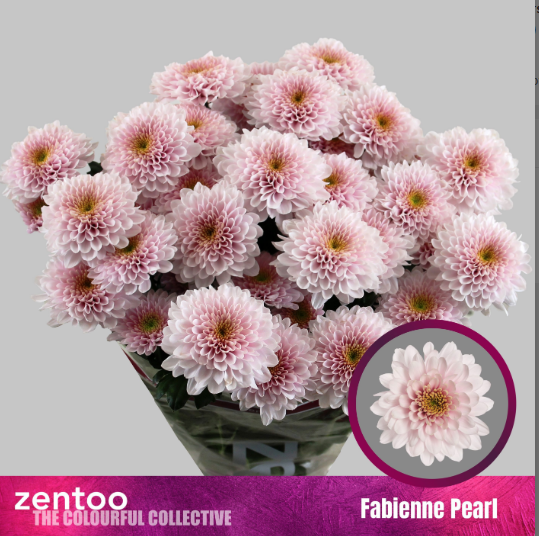 Chrys.Tros rosa Fabienne pearl 80 Gramm 70cm