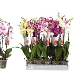 Phal.3-R mix 20+ T12 H60