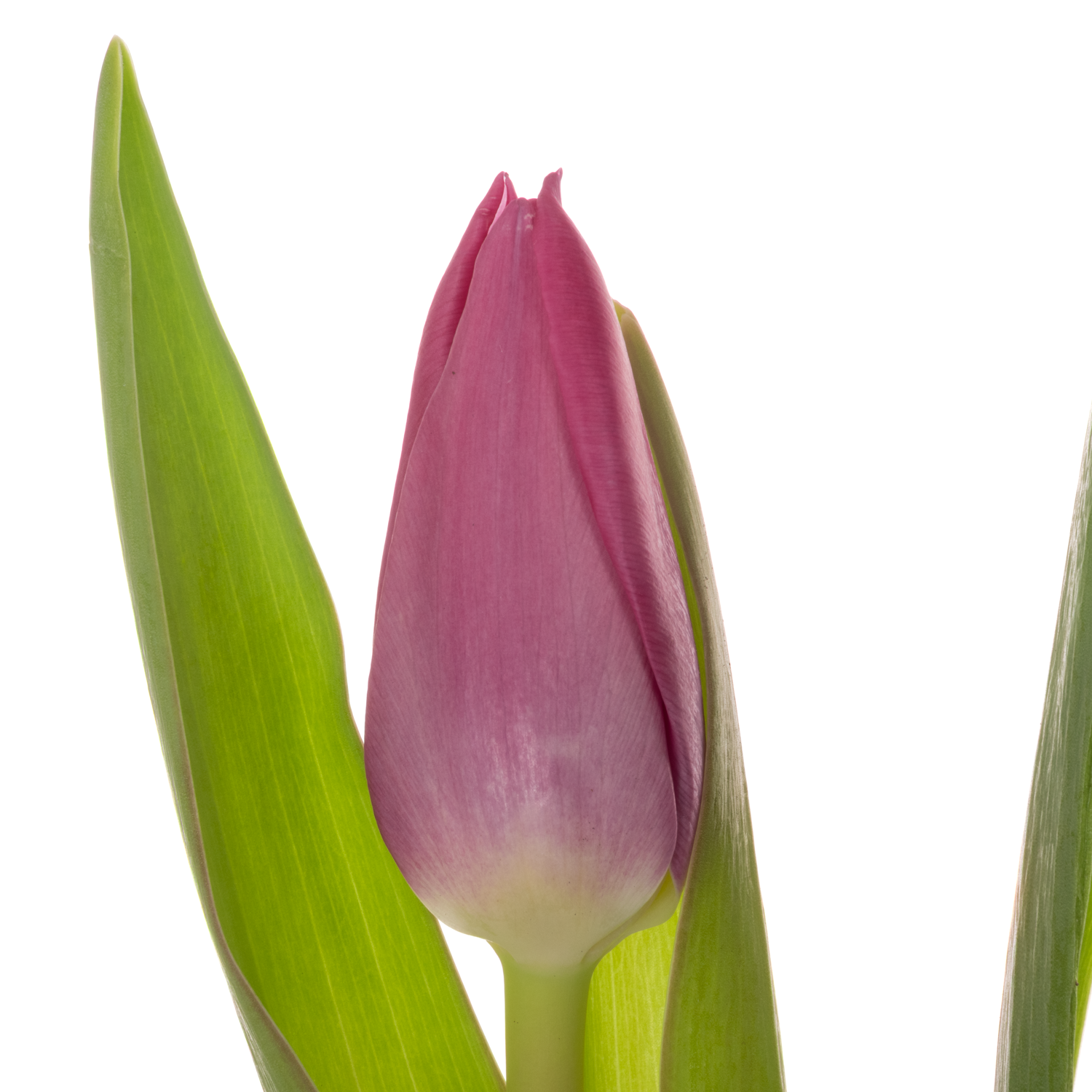 Tulpe rosa/pink Ardour 32 Gramm