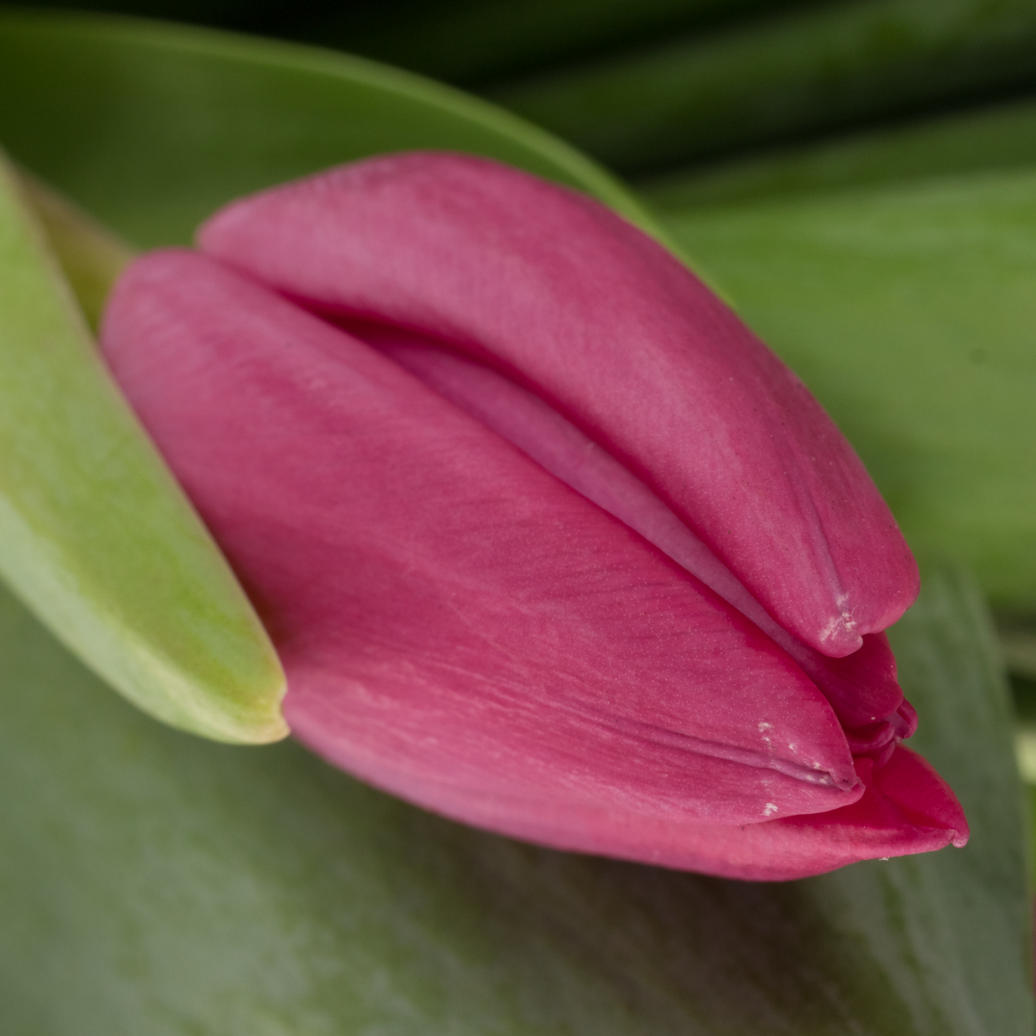 Tulpe rosa/pink Ardour 32 Gramm