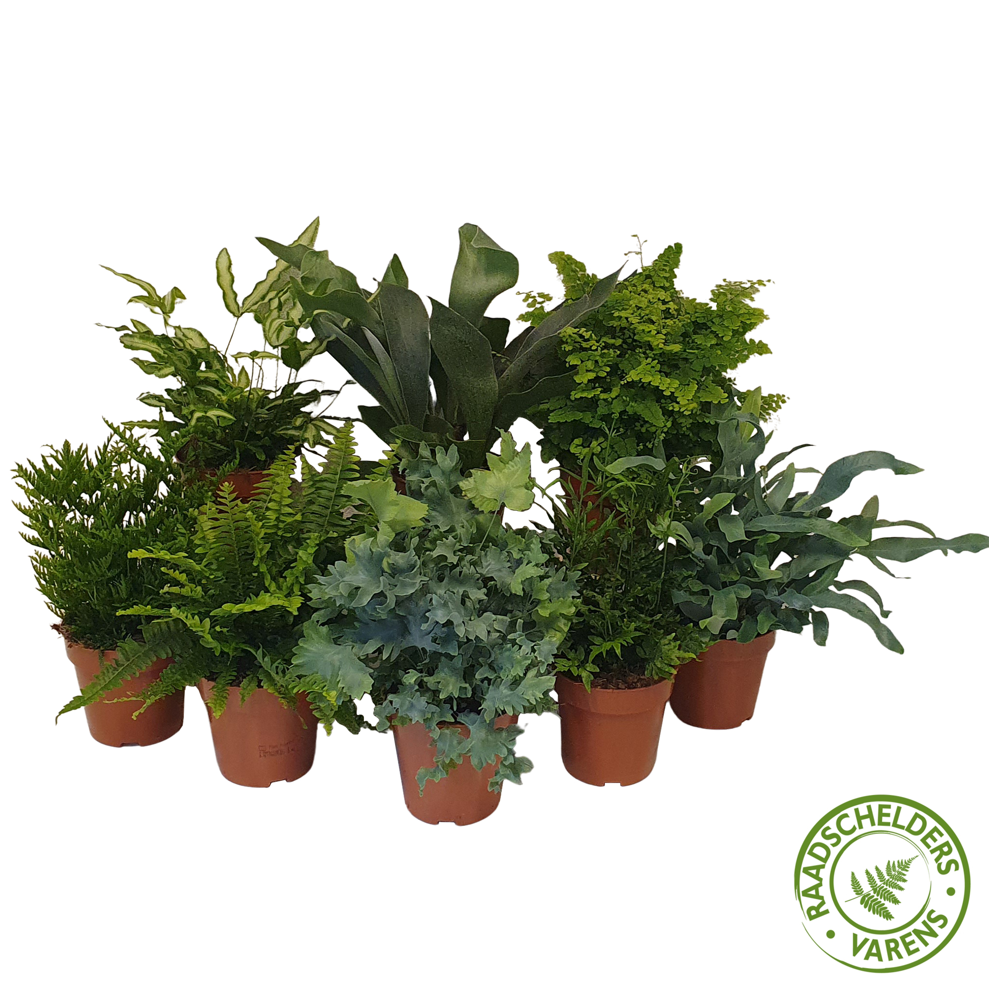 Farne mix T12 H25 (Farne) | Heyl - Blumengrohandel / Floristikgrohandel