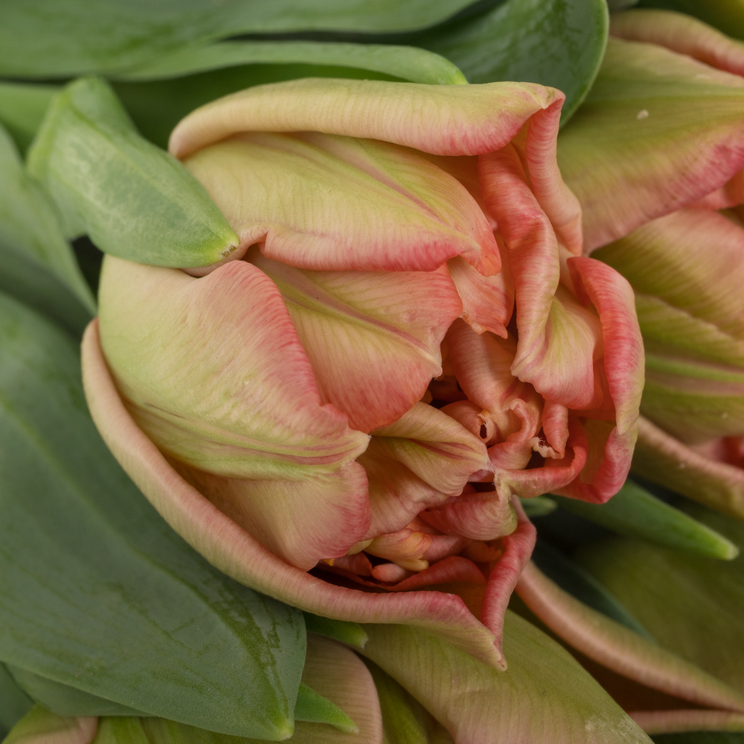 Tulpe rosa doppel Quinty Trustfull 32 Gramm