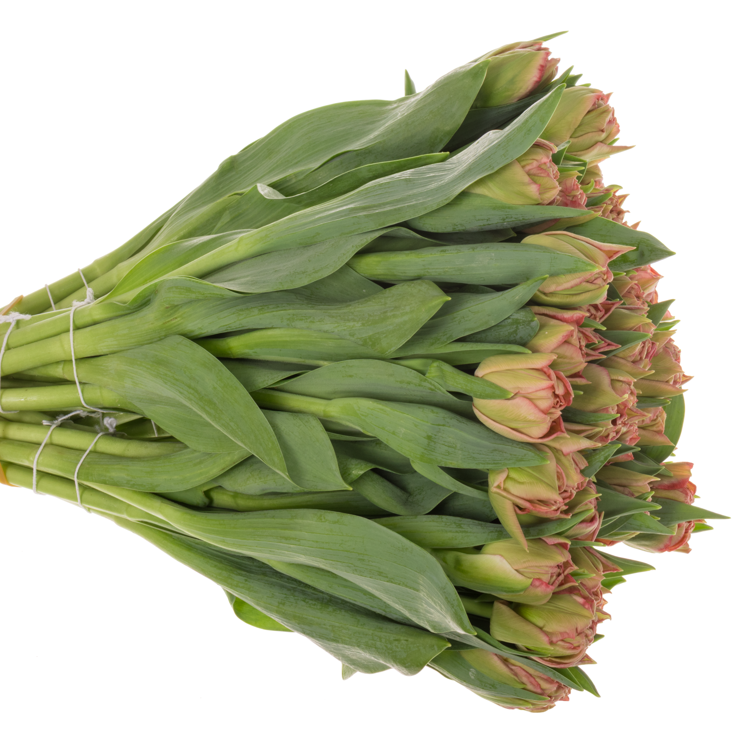 Tulpe rosa doppel Quinty Trustfull 32 Gramm