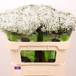 Achillea weiss Neonglow Moon 70cm