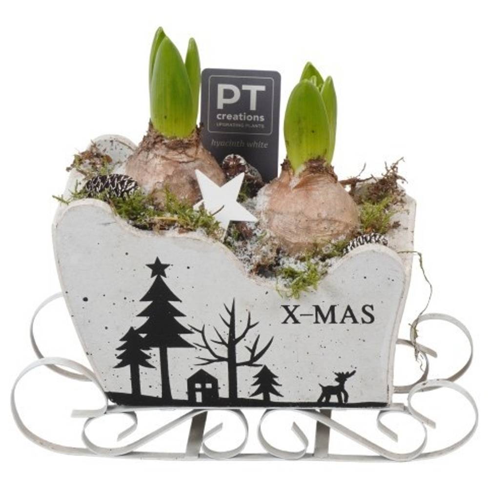 Hyac.Arr PTWH7756 Weihnachten weisse Bl. T19 H022