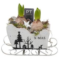 Hyac.Arr PTWH7756 Weihnachten weisse Bl. T19 H022