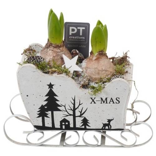 Hyac.Arr PTWH7756 Weihnachten weisse Bl. T19 H022