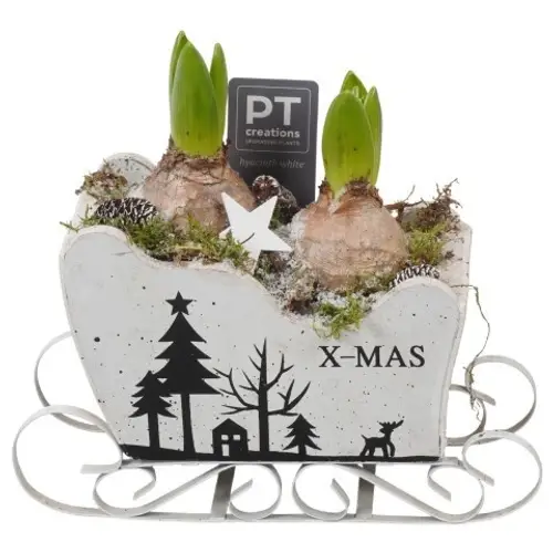 Hyac.Arr PTWH7756 Weihnachten weisse Bl. T19 H022