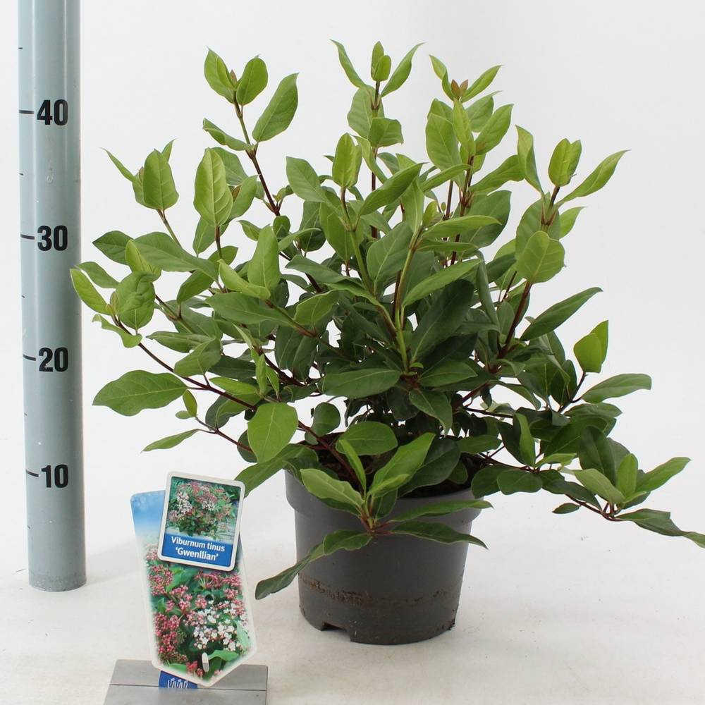 Viburnum Gwenlia T17 H35