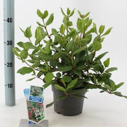 Viburnum Gwenlia T17 H35