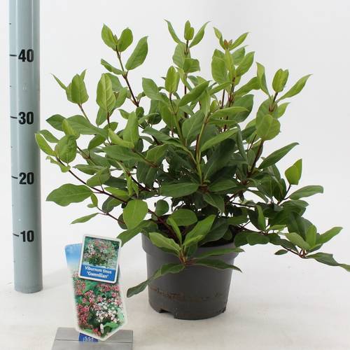 Viburnum Gwenlia T17 H35