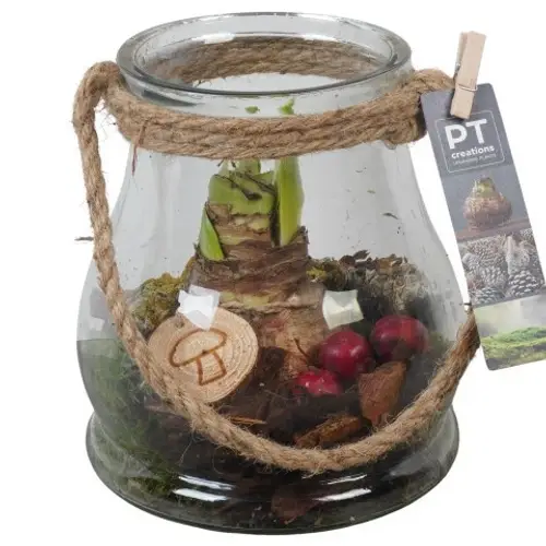 Amaryl.Arr PTAA7577 rote Bl. T16 H020