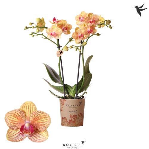 Phal.2-R orange Jamaica Kolibri T09 H40