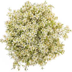 Wachsflower creme/weiss Ofir 70 Gramm 60cm