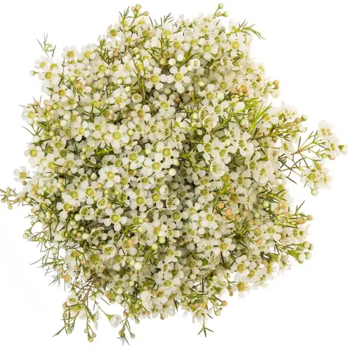Wachsflower creme/weiss Ofir 70 Gramm 60cm