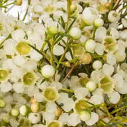 Wachsflower creme/weiss Ofir 70 Gramm 60cm