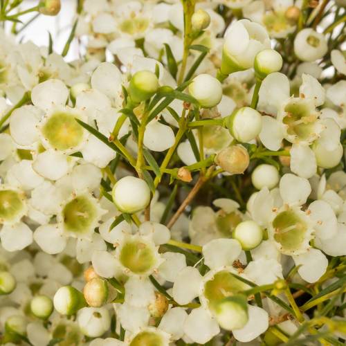 Wachsflower creme/weiss Ofir 70 Gramm 60cm