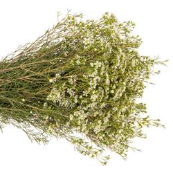 Wachsflower creme/weiss Ofir 70 Gramm 60cm