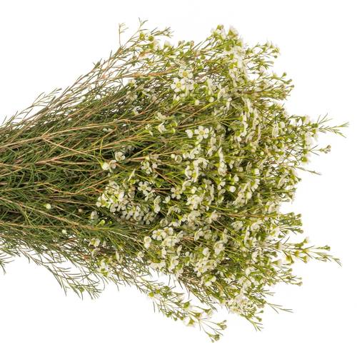 Wachsflower creme/weiss Ofir 70 Gramm 60cm