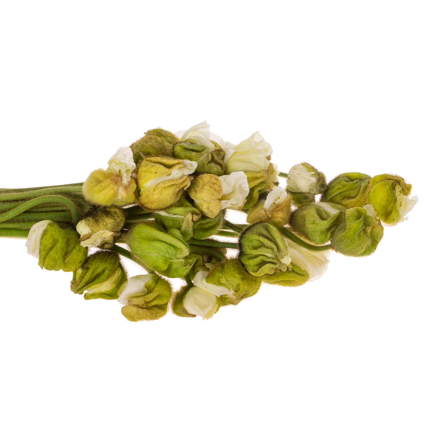 Klatschmohn White Super 50cm