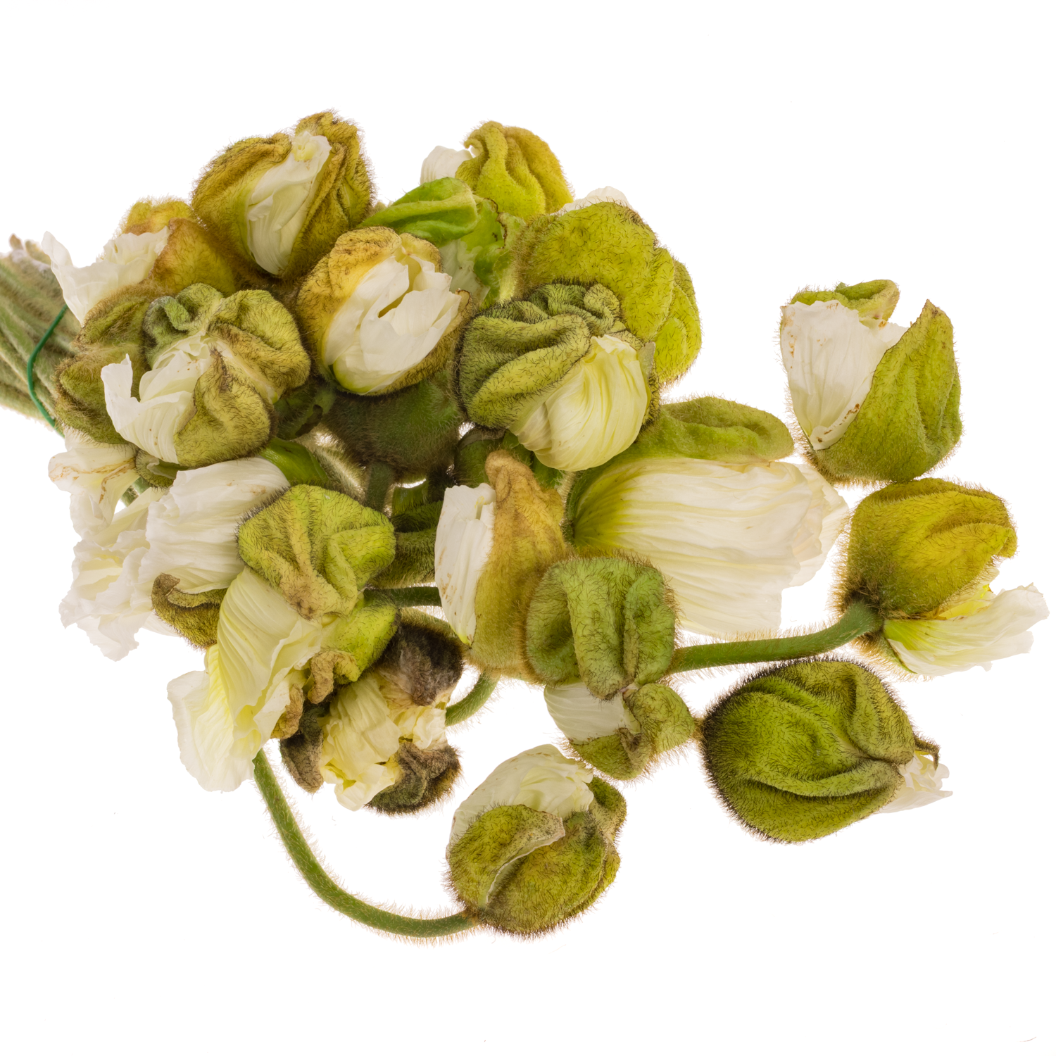 Klatschmohn White Super 50cm