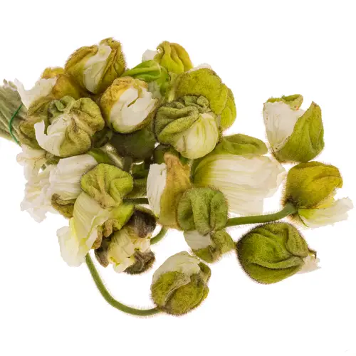 Klatschmohn White Super 50cm