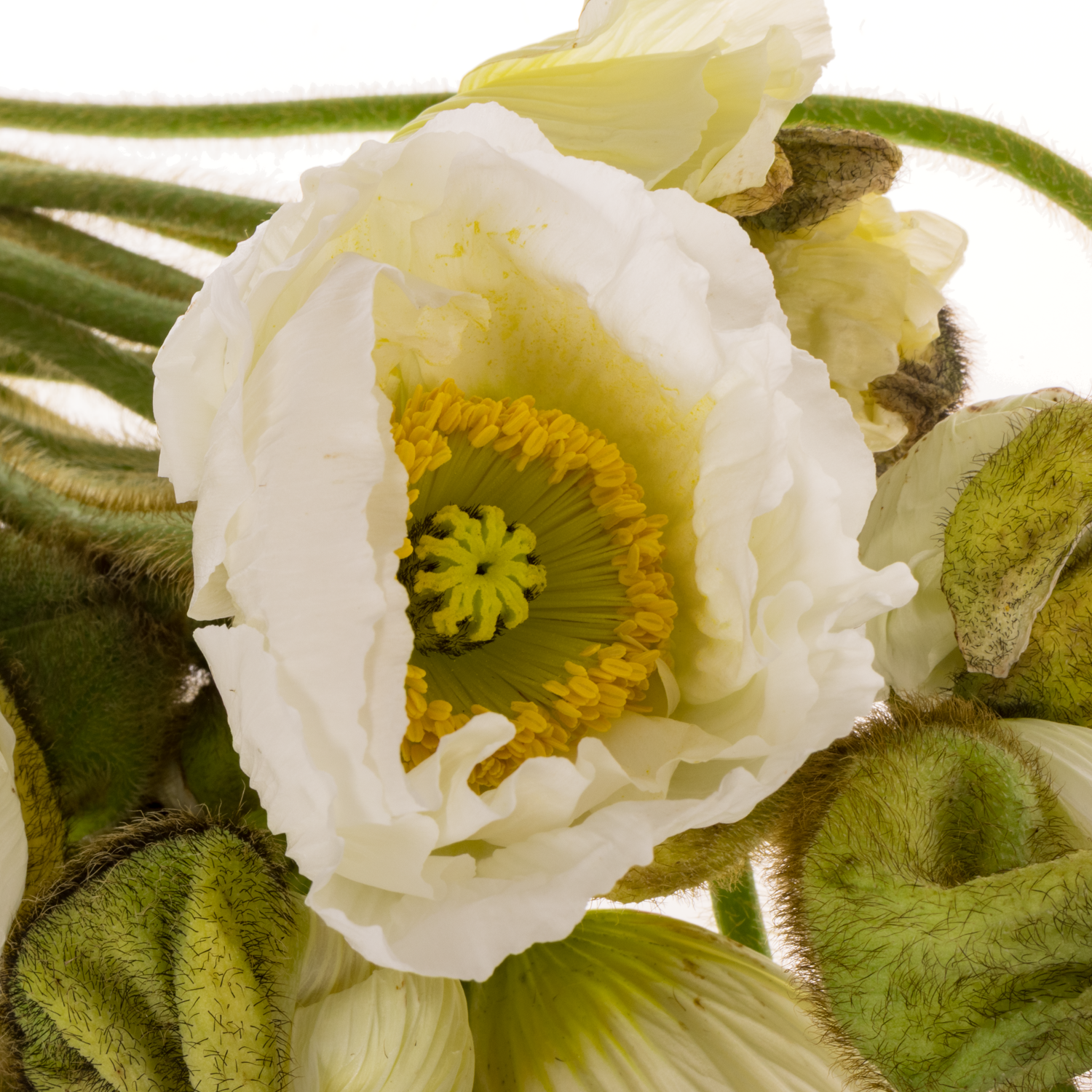 Klatschmohn White Super 50cm