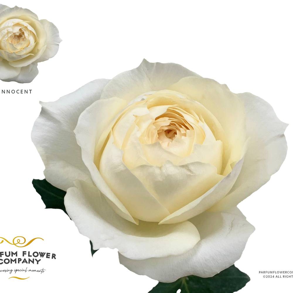 Rose creme/weiss Innocent 50cm