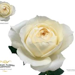 Rose creme/weiss Innocent 50cm