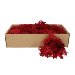 Islandmoos dunkel rot 500gr im Karton