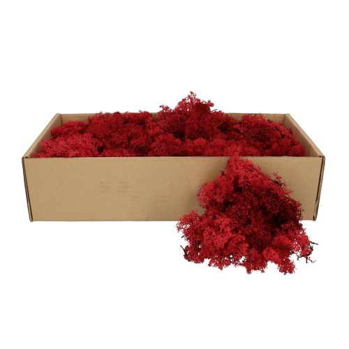 Islandmoos dunkel rot 500gr im Karton