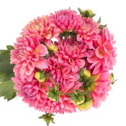 Dahlia rosa Doris Duke 40cm