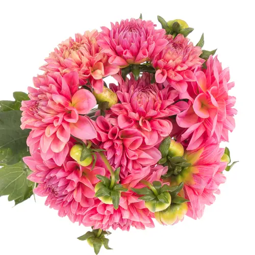 Dahlia rosa Doris Duke 40cm