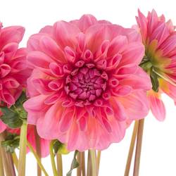 Dahlia rosa Doris Duke 40cm