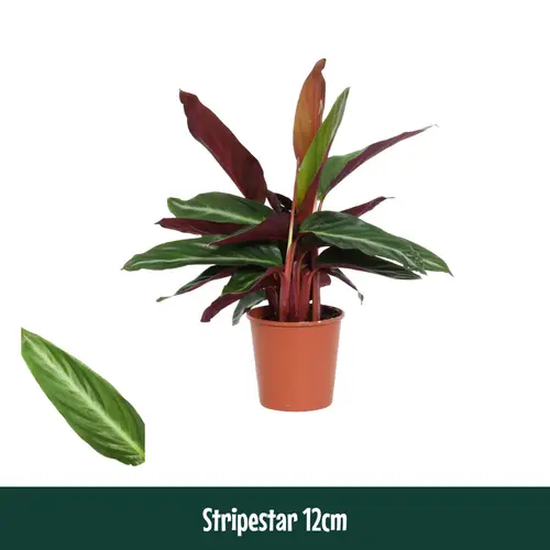 Calathea Sanguinea Stripestar T12 H040