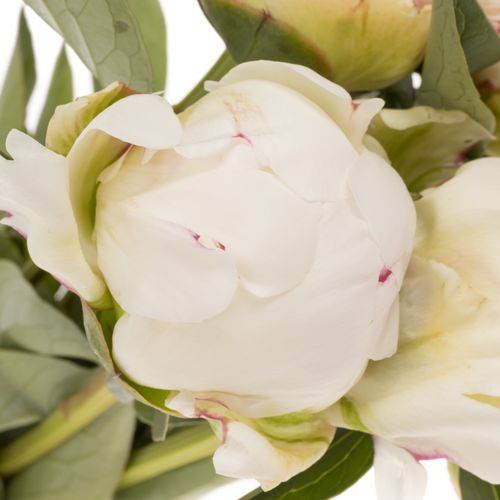 Pfingstrose weiss Kelways 60cm Molenaar