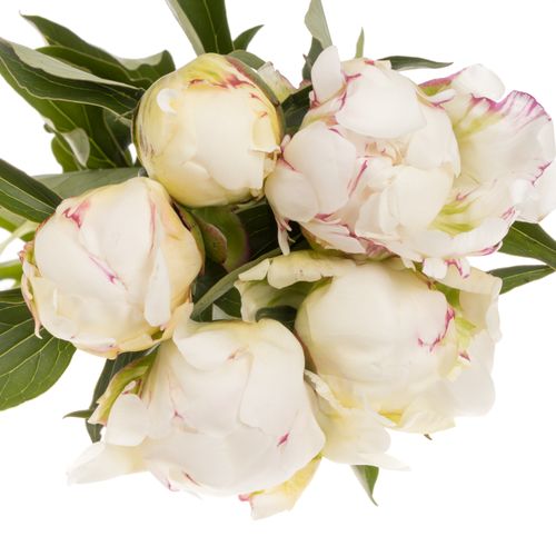 Pfingstrose weiss Kelways 60cm Molenaar