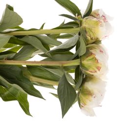 Pfingstrose weiss Kelways 60cm Molenaar