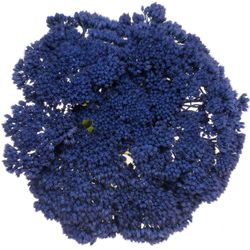 Sedum gefärbt blau 50cm