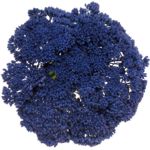 Sedum gefärbt blau 50cm