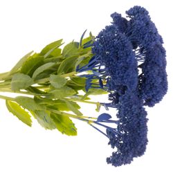 Sedum gefärbt blau 50cm