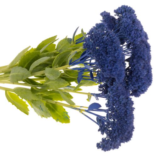 Sedum gefärbt blau 50cm