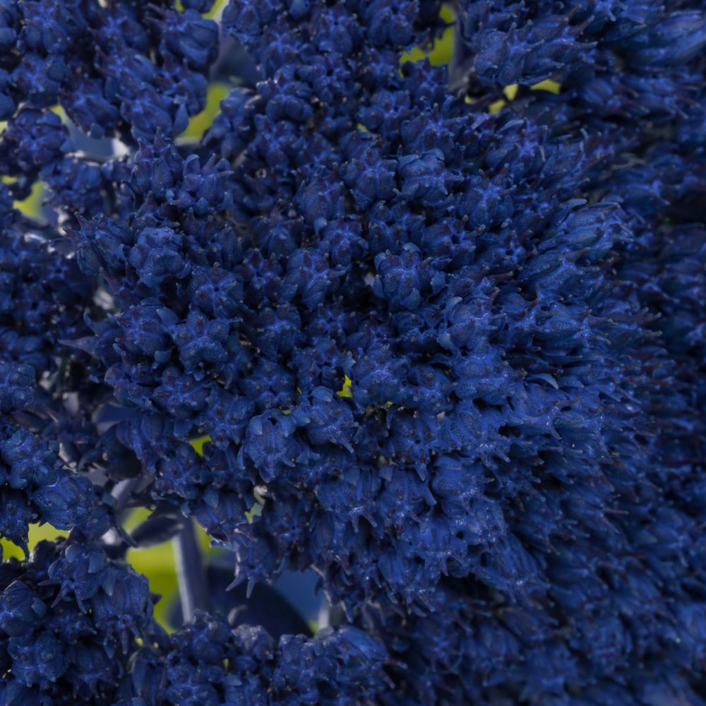 Sedum gefärbt blau 50cm