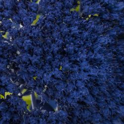 Sedum gefärbt blau 50cm