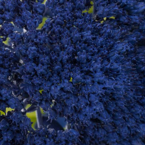 Sedum gefärbt blau 50cm
