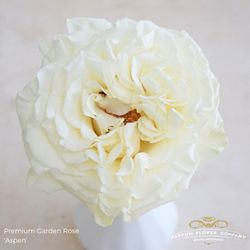 Rose weiss Aspen 50cm